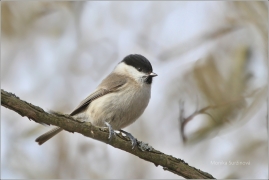 <p>SÝKORA BABKA ( Parus palustris) /Marsh tit - Sumpfmeise/</p>